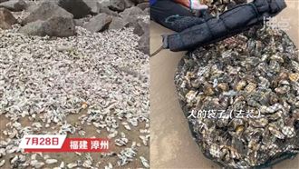杜蘇芮過境！這地現大量生蠔　多到裝不完