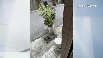 獨／撞廢棄物盆栽收肇逃罰單　她怒提申訴
