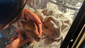 颱風天遭竊的梅花鹿已被送回園區，但一頭因失溫死亡。（圖／翻攝自鹿境 Paradise Of Deer）