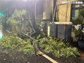 台中,路樹,斷裂,停電(圖/翻攝畫面)