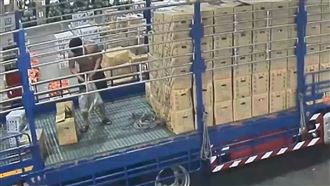 北農氣炸了！最貴「白龍王」遭卸貨員偷走