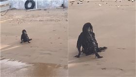 網友以為海灘出現「異形」，真相曝光，其實是一隻趴著的狗狗。（圖／翻攝TikTok lost_ptyer）