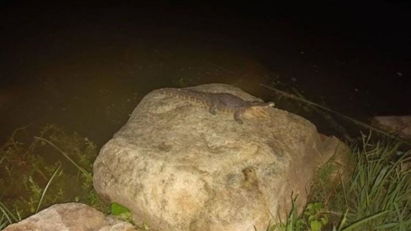 高雄凹子底公園鱷魚出沒？真相曝光網傻眼