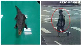 高雄,鱷魚,凹子底公園,惡作劇