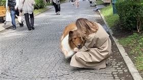 砸200萬日幣「變成狗」！男4隻腳爬行出門　路人真實反應曝光，牧羊犬

翻攝自YouTube－動物になりたい(I want to be an animal)頻道