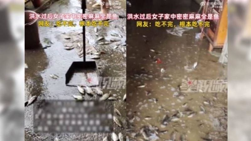 洪水退去遍地活魚　畫面震驚：根本煮不完