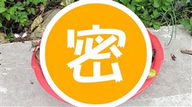 蝸牛,下雨,生吃（圖／翻攝自《新竹爆料公社》）