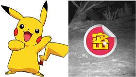 老鼠,物種,跳鼠,新南威爾士州,澳洲野生動物保護協會,澳洲野保協會,柏頓