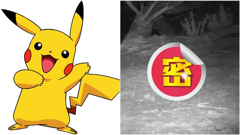 意外拍下「發光皮卡丘」！專家：全新物種