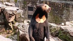 杭州,動物園,馬來熊,爆紅
微博