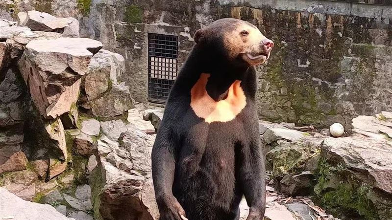 動物園馬來熊太像人爆紅　中國官媒出手了