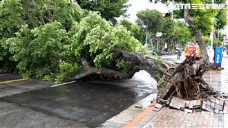台北市士林區路樹突然倒地！雙向緊急管制