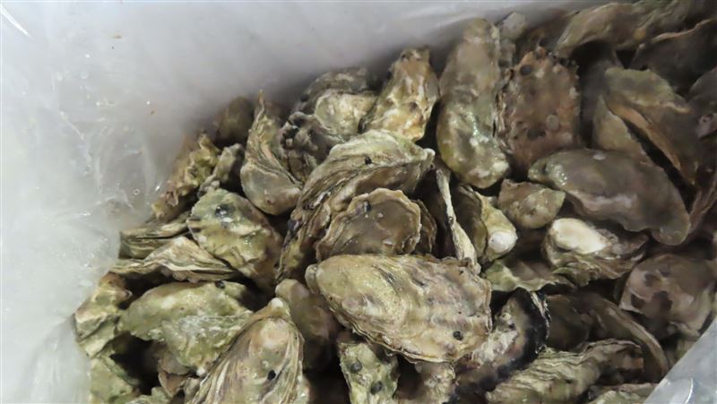 生蠔遭鎘污染若民眾誤食？醫：恐腎臟病變