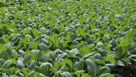 卡努.農糧署,颱風,損失(農糧署 提供)