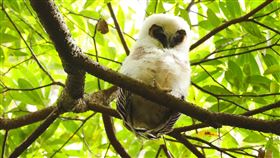 雪霸國家公園,女鬼,褐林鴞,保育