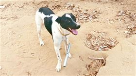 鐵管,流浪狗,動保處,台南市