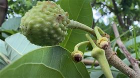  水火夾殺！豪雨後焚風燒成「大火爐」　台東釋迦農：火柴棒頭幼果全掉光 釋迦農胡泉（圖／記者王浩原攝影）