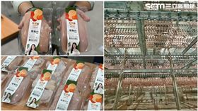 金豐盛氣冷雞,家樂福氣冷雞,氣冷雞,全氣冷式電宰廠,（圖／記者劉沛妘攝影）