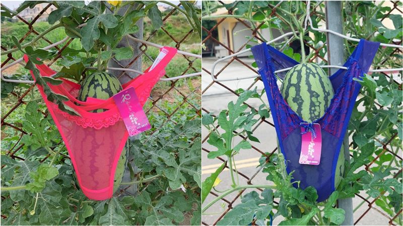 蕾絲內褲神奇用途曝光　網驚：生活智慧王