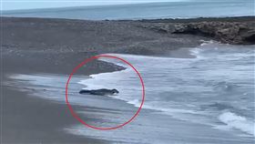 屏東野生海豹(潘先生提供)