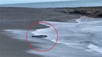 「像狗的動物」現身屏東　一拍：野生海豹