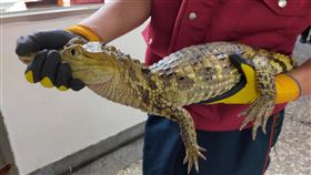 新北市,三峽,動保處,鱷魚,眼鏡凱門鱷