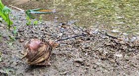 彰化縣社頭鄉清水岩十八灣古道入口水源保護區，逾千隻鵪鶉，遭棄置，放生變殺生(圖／翻攝畫面)