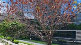 鬼門開前突枯萎！「櫻花樹詭異凋零」嚇壞市府員工　民俗專家解釋了 ctwant