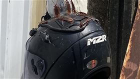 路旁機車上的安全帽黏滿「假蟑螂」。（圖／翻攝自路上觀察學院 臉書）