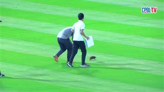 中職比賽「遇老鼠鬧場」動員7人才抓到