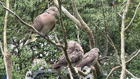 彰化,鵪鶉,放生,祈福,消災,動物保護法,