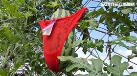 色色的？西瓜竟穿內褲　還非蕾絲款式不可（圖／翻攝畫面）