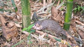 穿山甲「動保529」重返野外。（圖／翻攝自台北市立動物園官網）
