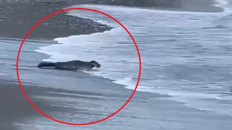 「圓滾肚肚」小海豹　連三天現身台灣海灘