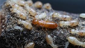 興大團隊測試　黃原鼻白蟻具耐鹽特性中興大學團隊以黃原鼻白蟻為對象，研究白蟻耐鹽特性，經測試發現，在被海水鹽度溶液（3.5%）浸溼的濾紙中，黃原鼻白蟻可存活超過12天。圖中為黃原鼻白蟻補充繁殖蟻（深色），周圍則是工蟻跟若蟲。（中興大學提供）中央社記者趙麗妍傳真  110年3月1日