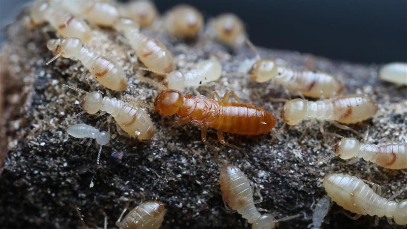 天花板驚見「咖啡色條狀物」趕快檢查屋頂