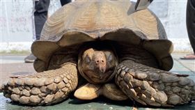 50公斤象龜挖洞逃家高雄岡山有民眾散步時看到龐然大物在田裡爬行，員警到場發現是蘇卡達象龜、重量達50公斤；初判應是幾天前挖洞逃家，幸無大礙。（高市岡山警分局提供）中央社記者洪學廣傳真  111年11月23日