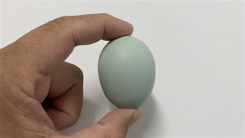 真的有「藍色雞蛋」　畜試所育成優勢雞種