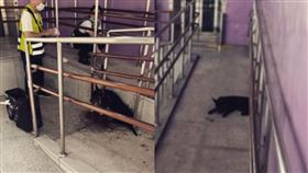 浪浪遭虐染血倒路旁　全身大面積撕裂亡 （圖／翻攝自https://www.instagram.com/p/CvsX1pgyPBG/?igshid=MzRlODBiNWFlZA==）