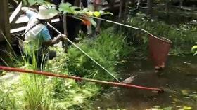 小小吐司造成的生態池浩劫不容小覷。（圖／北市府提供）