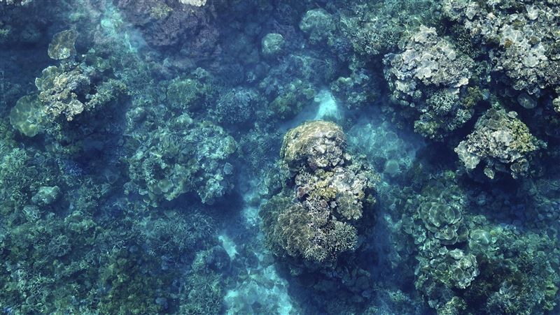 氣候變遷、聖嬰現象　大堡礁恐陷白化危機