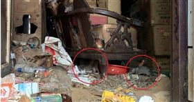 米奇屋,三民區,思覺失調,凱尋醫院,長效針劑