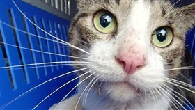 虎斑貓倒掛圍牆邊獲救（1）一隻虎斑貓日前被人發現尾巴勾住營區防護網倒掛圍牆邊，新北市動保處人員獲報立即前往救援，並送往動保處毛寶貝醫療中心進行檢傷醫療。（新北市動保處提供）中央社記者王鴻國傳真  112年5月24日