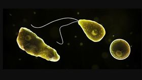 福氏內格里阿米巴原蟲(取自美國疾病管制與預防中心網頁cdc.gov)
