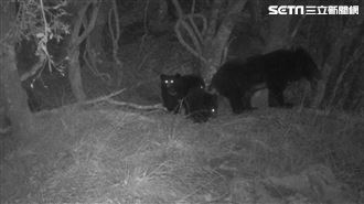 玉山台灣黑熊增　母熊帶3小熊珍貴身影曝