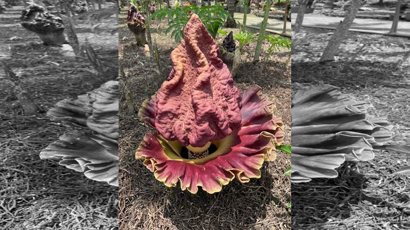 這花被稱「雷公屁」太臭瀕危　出手復育
