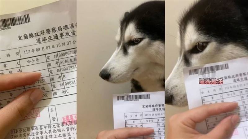 宜蘭哈士奇幹這事⋯被抓進警局「做筆錄」