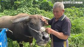雲林虎尾最後一隻水耕牛退休，住進安養中心。（圖／翻攝畫面）