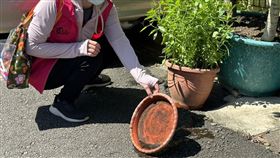 登革熱,台南,活動史（圖／新竹市政府提供）