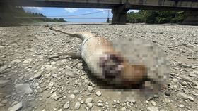 墾丁驚見斷頭梅花鹿陳屍溪畔墾丁國家公園港口溪畔12日晚間被人發現有2隻遭斷頭的梅花鹿屍體，其中1隻身體甚至已腐爛長蛆。墾丁國家公園管理處表示，將視屍體狀況評估是否攜回送學術單位檢驗死因，或若因開始腐爛而無法檢驗，則會在野外選擇適當地點掩埋。（墾丁國家公園管理處提供）中央社記者李卉婷傳真  112年8月13日